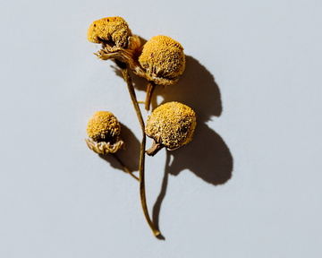 Your Guide to Botanicals and Herbal Tea Ingredients