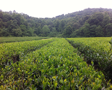 Today is International Tea Day! Here's How to Celebrate