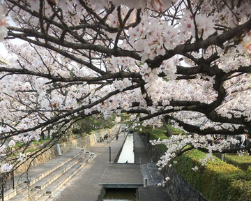 Japan Recap: Spring is in Full Bloom