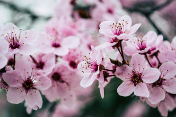 Sip Into Spring: Your Guide to Sencha Cherry Blossom Tea