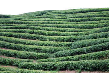 Exploring Art of Tea's Chinese Teas