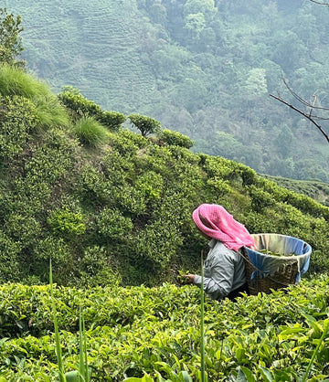 Darjeeling tea garden landscape – Art of Tea