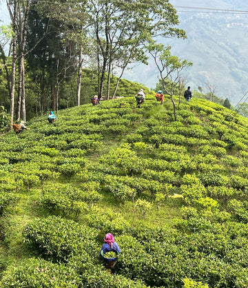 Tea pickers at Darjeeling estate – Art of Tea